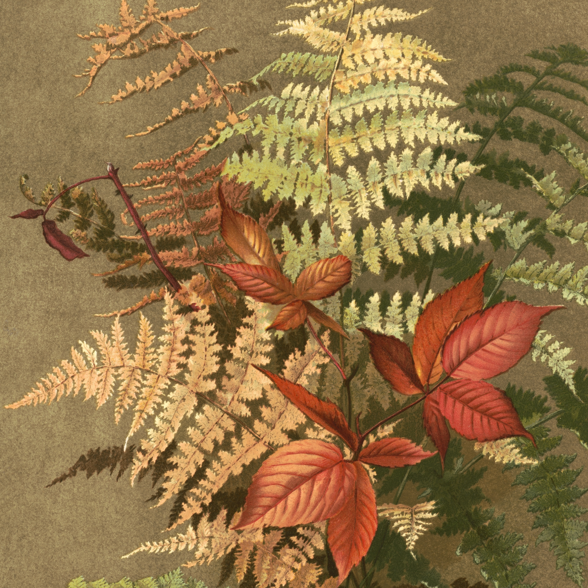 Autumn ferns (1887) chromolithograph art by Ellen T. Fisher.