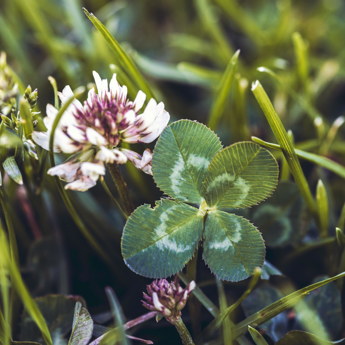 Photo of four-leaf clover.