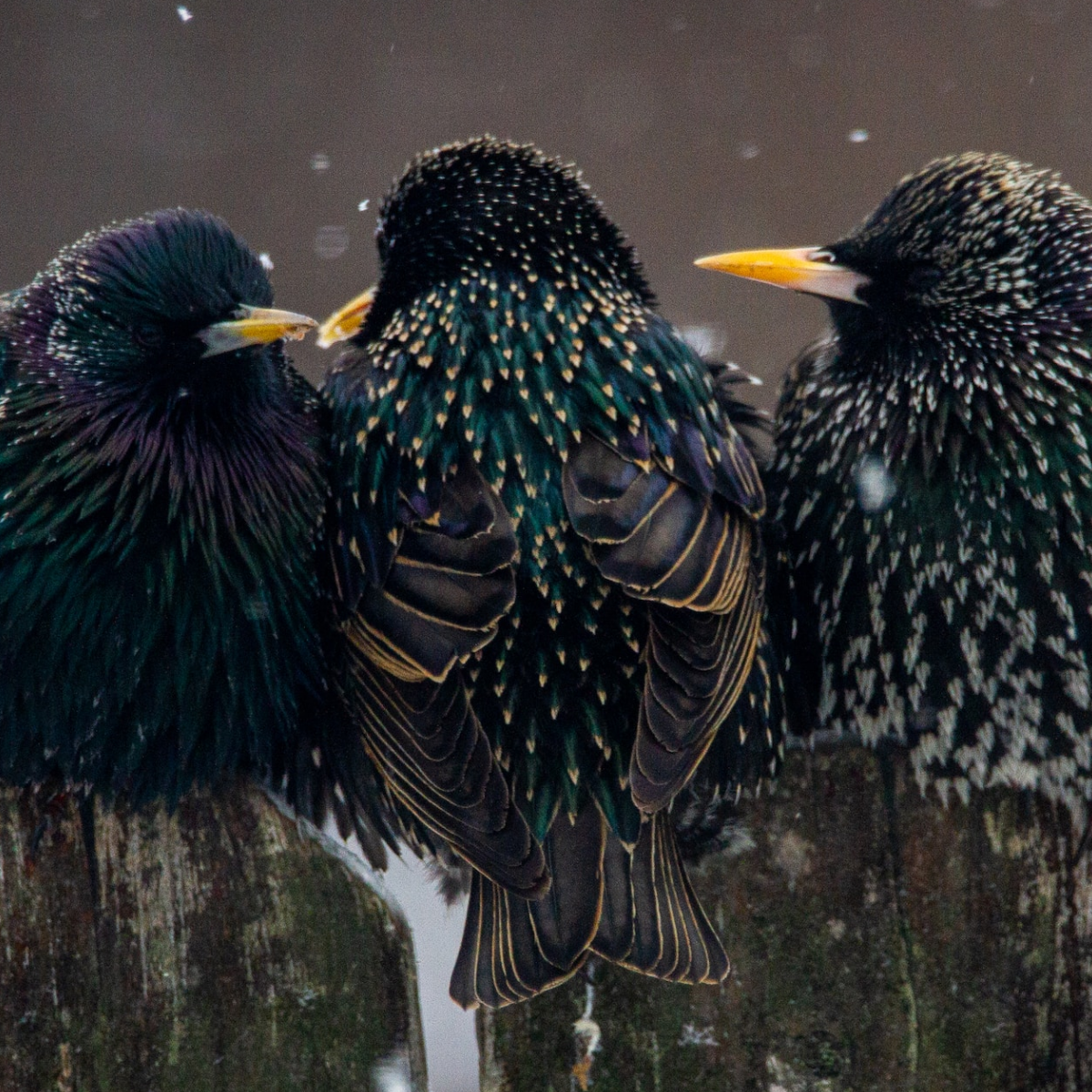 Photo of three birds.