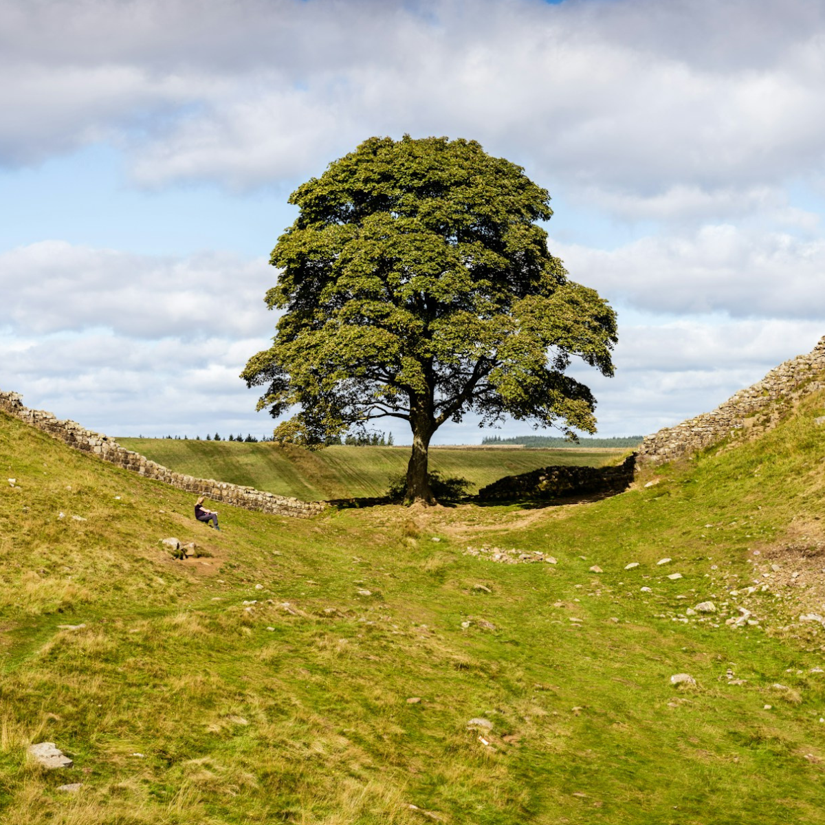 Photo of the Sycamore Gap tree.