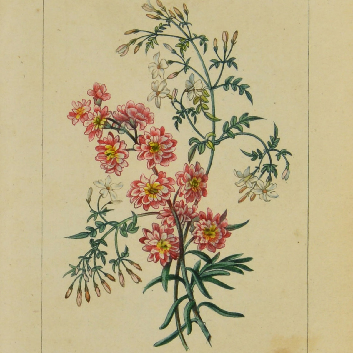 Image of a page from Le Langage Des Fleurs by Charlotte de La Tour (cropped).